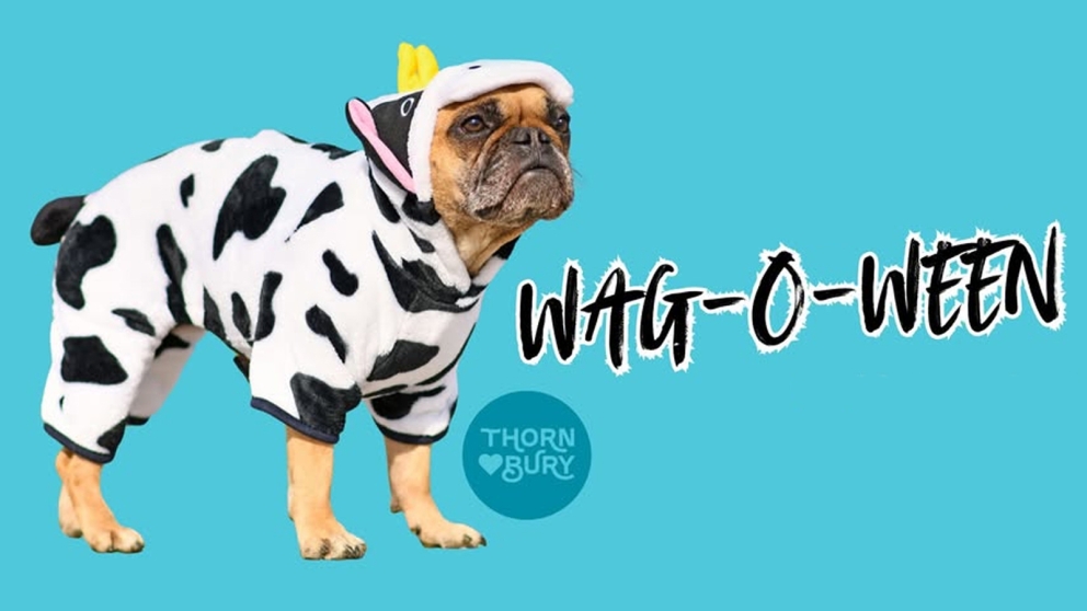 Dog wearing dairy cow costume