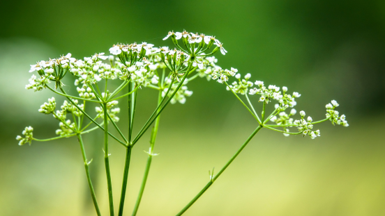 Wild Chervil