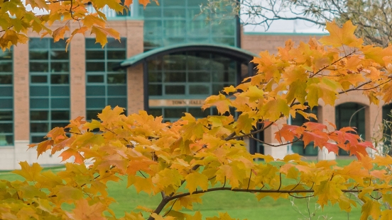 Orange fall leaves on a tree branch with Town Hall in the background