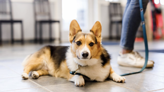 Blue Mountain Veterinary Services