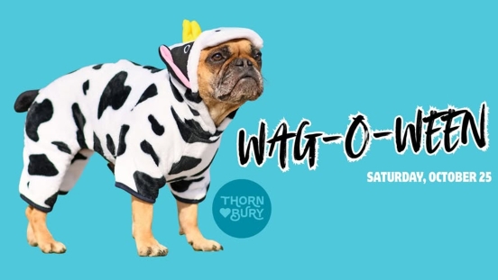 Dog in dairy cow costume