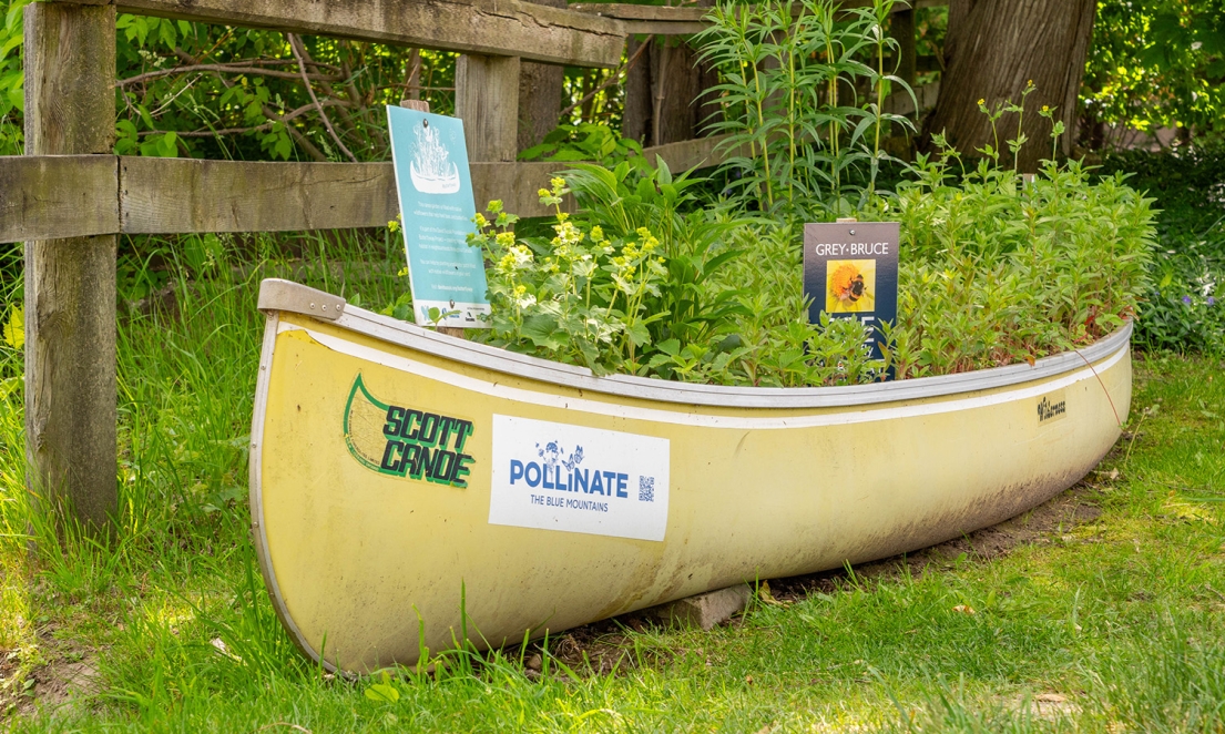 Bruce Street Parkette Pollinator Garden