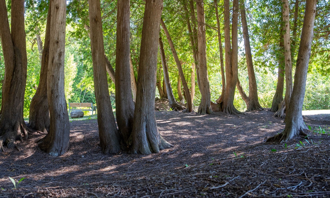 Forested area in Firemans Park