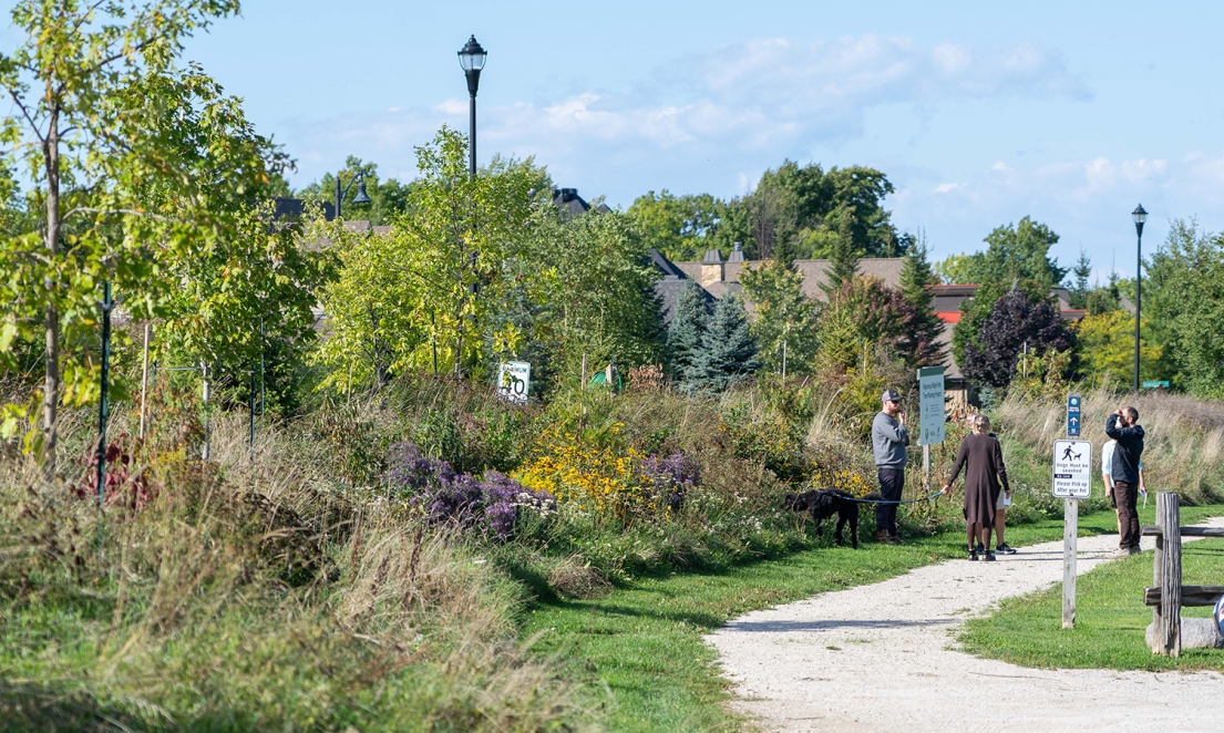 Ongoing naturalization work at Nipissing Ridge Park supported by Treetrust TBM