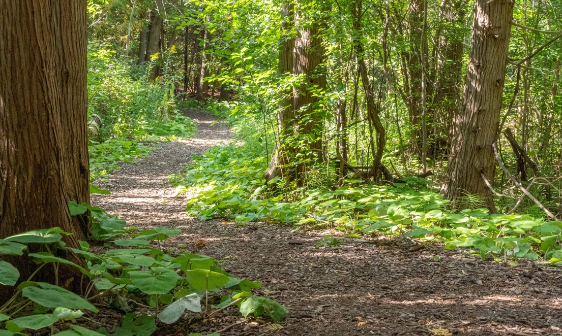 Peasemarsh Beach Trails