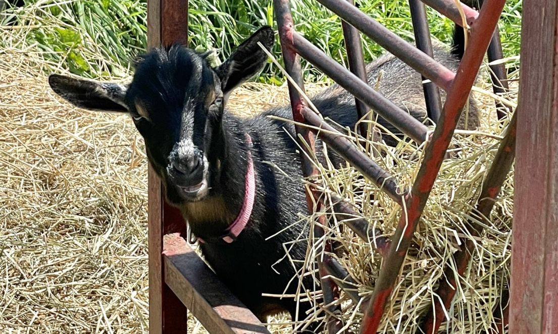 Goat sticking head through gap in fence