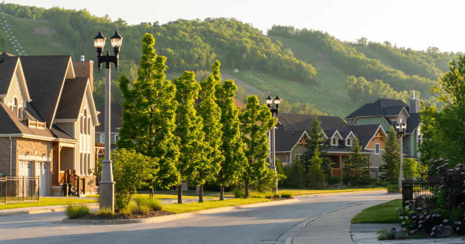 Tree-lined street at sunset