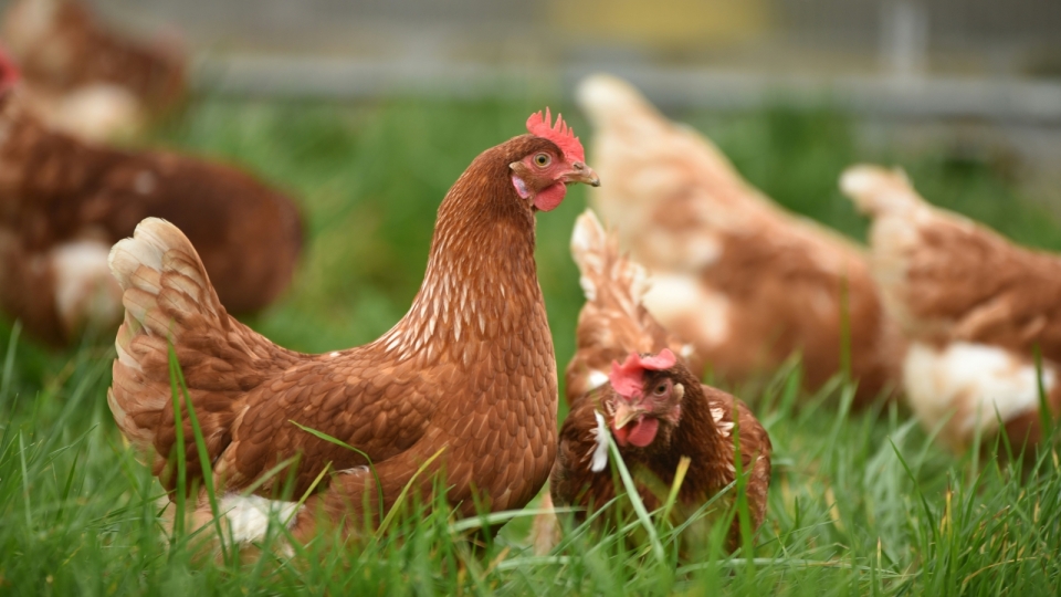 Chickens grazing in a field of grass
