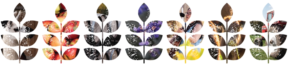 decorative image showing pictures from previous events